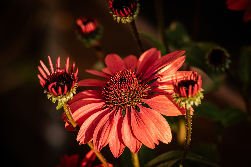 Sonnenhut 2 | fotografie-bernd-pfalzgraf - Realisiert mit Pictrs.com