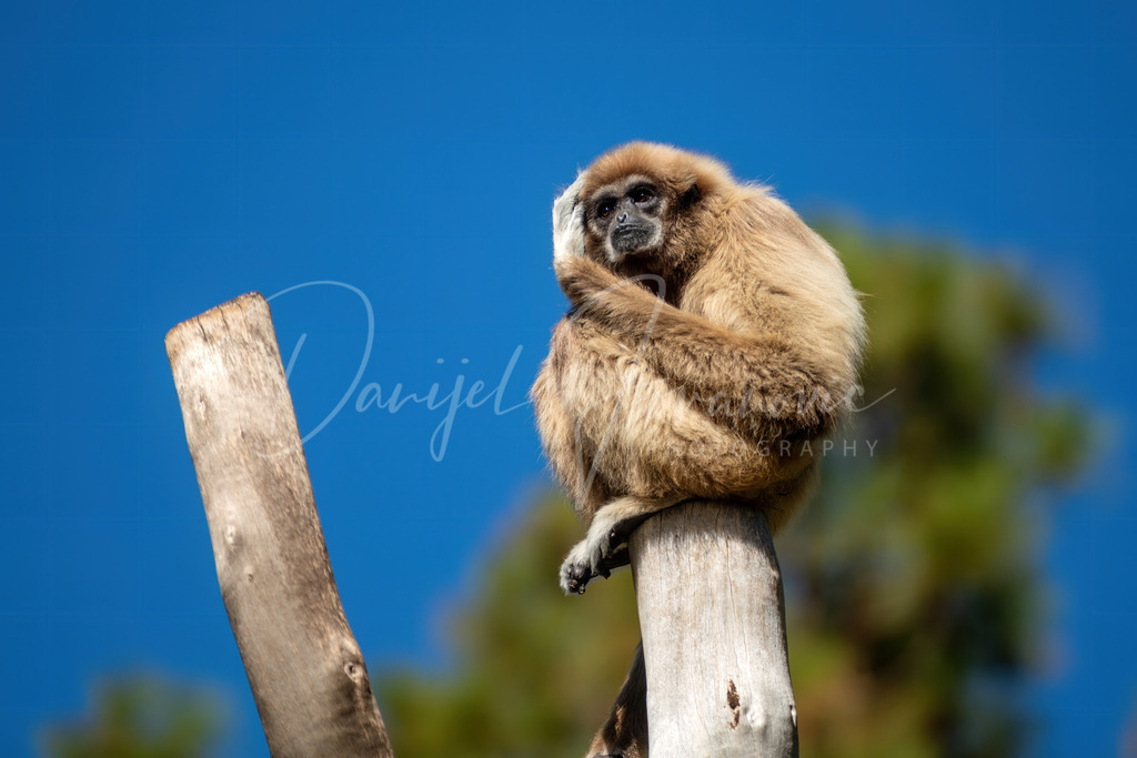 Weißhandgibbon | Ein Weißhandgibbon auf Gran Canaria
