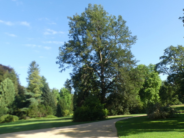 Scheinzypresse 1 | Verkauf von Fotos und  Videoclips zumThema Natur.Motive sind Pflanzen, Tiere, Landschaftenund Wetter - Realisiert mit Pictrs.com