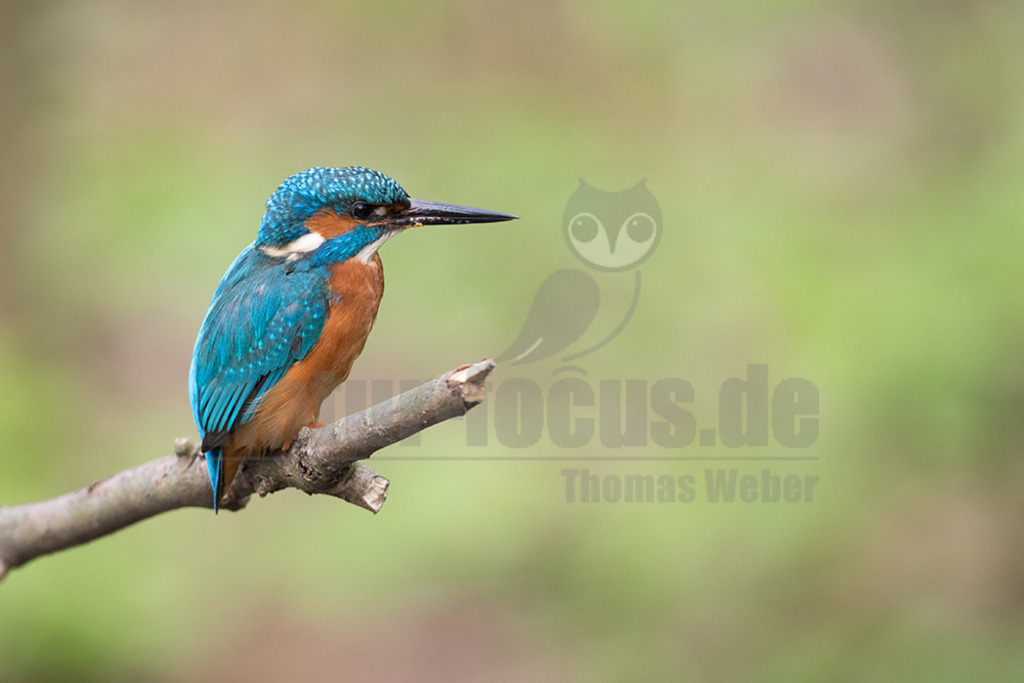 20180414-663A2966 | Der Eisvogel ist die einzige in Mitteleuropa vorkommende Art aus der Familie der Eisvögel. Er besiedelt weite Teile Europas, Asiens sowie das westliche Nordafrika und lebt an mäßig schnell fließenden oder stehenden, klaren Gewässern mit Kleinfischbestand und Sitzwarten. - Realisiert mit Pictrs.com