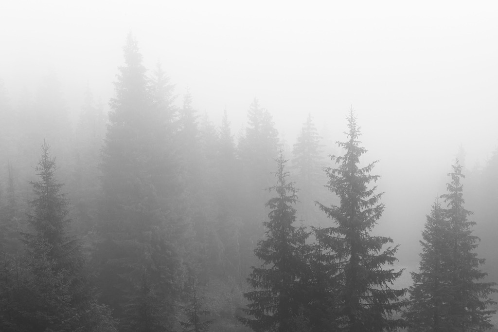 Nebeltannen, Österreich | Der Anblick des noch in Nebel getauchten Wald in den Hohen Tauern am Rande des Gasteinertals im Salzburger Land in Österreich wirkt mystisch.Unsere Empfehlung: Alu-Dibond - Realisiert mit Pictrs.com