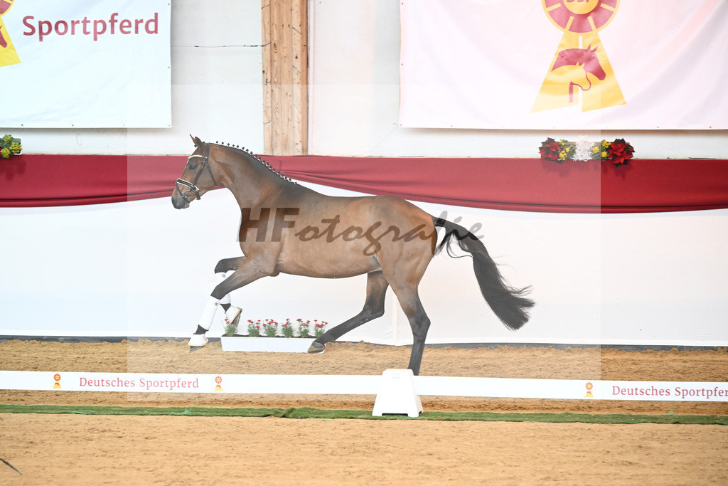 Kat-Nr. 32 Galaxy x Sungold_Lehner_43230447 | hf-fotografie - Realisiert mit Pictrs.com
