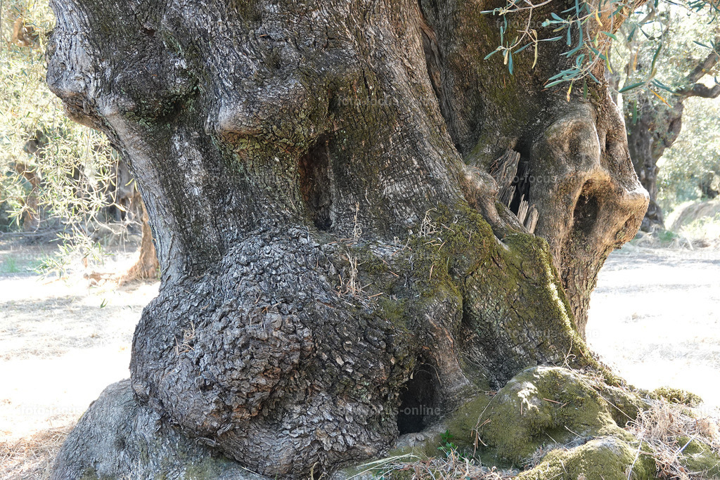 Stories of the Ancient Olive Trees | Ancient Olive Trees