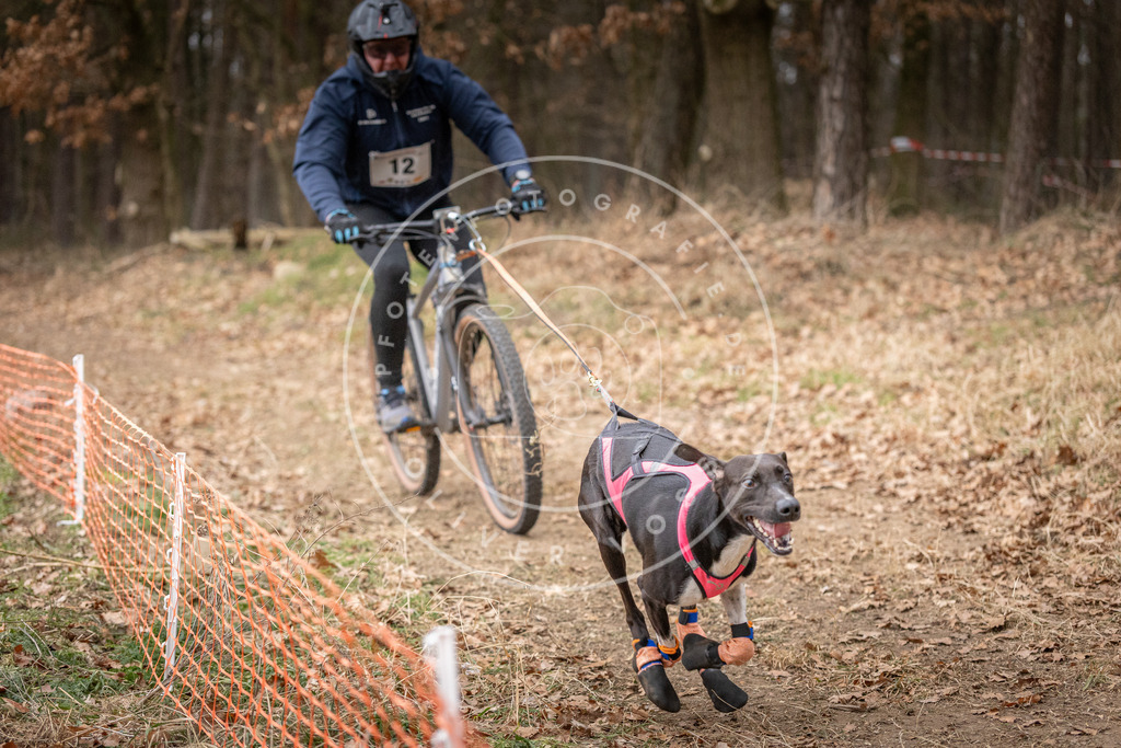 Pfotenfotografie_DV3A1584 | Hundefotografie, Tierfotograf, Pfotenfotografie, Fotoshooting Hund, Hunde Portrait, Hundesport, Hundeportraits, Heideshooting, Hunde, Sportfotograf, Hundefotograf, Turnierhundsport, THS,  - Realisiert mit Pictrs.com