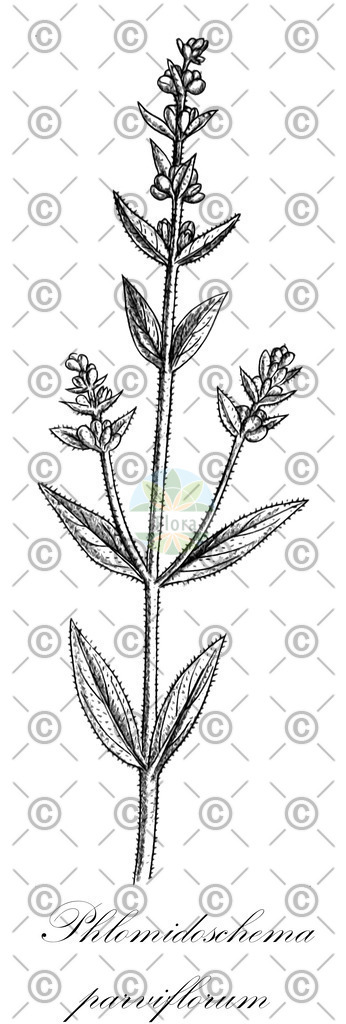 HistAbb_EMP_12204_4_FloraD_Simple | Historische Abbildung von Phlomidoschema parviflorum - Lamiaceae | Historical Illustration of Phlomidoschema parviflorum - Lamiaceae