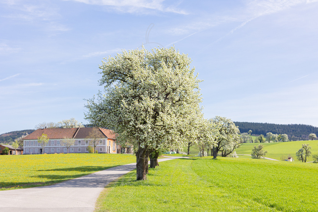 Birnbaumbluete_Mostviertel_2024_Mostdirn_Irmgard_Wieser-9112 | Ihre Fotografin im Lungau, ihre Fotografin im Mostviertel, Wandbilder Onlineshop, Imagefotos für Ihr Unternehmen,  - Realisiert mit Pictrs.com