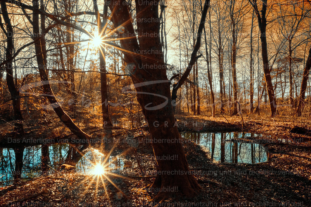 Make it double | Eine wunderschöne waldstimmung mit bäumen und wasser. Die sonne zeichnet einen sonnensterne welcher sich im wasser spiegelt. - Realisiert mit Pictrs.com