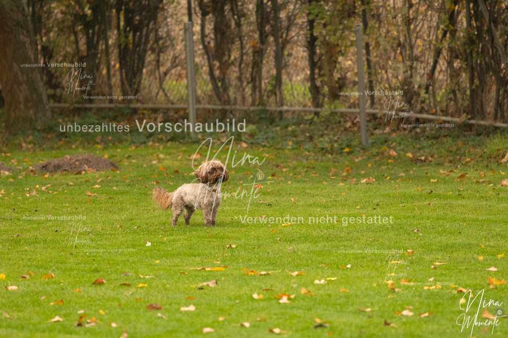 _16A0574 | Einzigartige Fotos von Hunden & Menschen –Actionfotos, Portraits, Vereinsaufnahmen & Paarshootings – authentisch, lebendig & mit Herz.