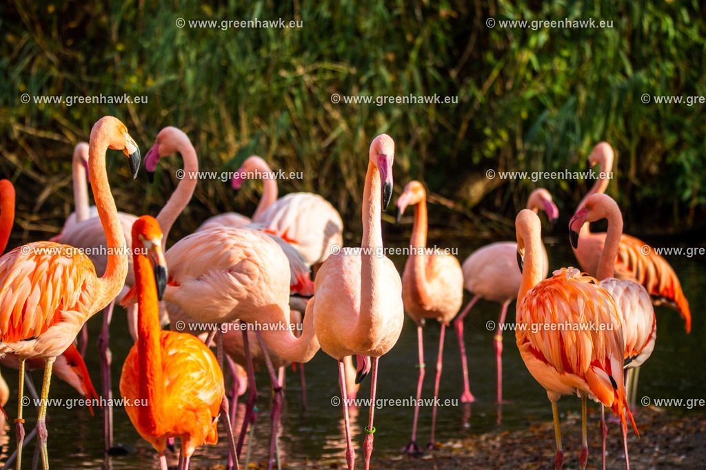 IMG_8508 | Greenhawks Bilder Shop für Landschaften, Urban, Tiere und weiteres als Poster Leinwand oder Fotogeschenk für Ostern Weihnachten oder Geburtstag  - Realisiert mit Pictrs.com