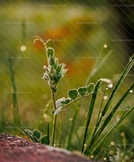 _MG_0599 | Fotograf Leipzig für Hochzeiten, Familienfeste & Porträts. Persönlich, ehrlich & echt – Emotion im Fokus. Jetzt Fotoshooting bei Holzmannphotos buchen!