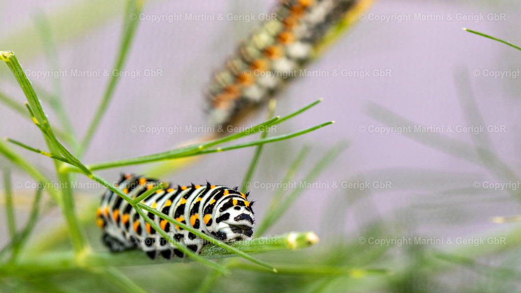 Markus Gerigk_9 | Martini & Gerigk - Realisiert mit Pictrs.com