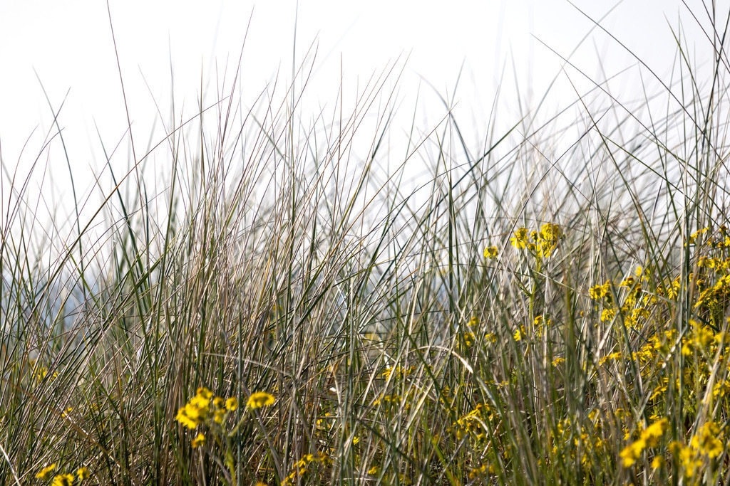 Wandbild: Grömitz - Küstenflora im Licht | Dieses Wandbild zeigt eine dichte Küstenvegetation aus hohen, schlanken Gräsern und leuchtend gelben Wildblumen. Die Gräser stehen aufrecht und wiegen sich sanft im Wind, während die Blüten in kleinen Gruppen zwischen den Halmen hervorleuchten. Die Szene ist von hellem Licht durchzogen – der Hintergrund wirkt leicht überstrahlt und vermittelt eine sommerliche, fast meditative Stimmung. Die Komposition lebt vom Wechselspiel aus vertikaler Struktur und punktueller Farbe, aus natürlicher Ordnung und lebendiger Wildheit. Dieses Motiv eignet sich ideal als Wandbild für naturnahe Wohnkonzepte – ob als Leinwandbild, Acrylglasbild, Alu-Dibond FineArt Print oder als Akustikbild. Ein stilvoller Akzent für Wohnzimmer, Büro oder Ferienwohnung. - Realisiert mit Pictrs.com