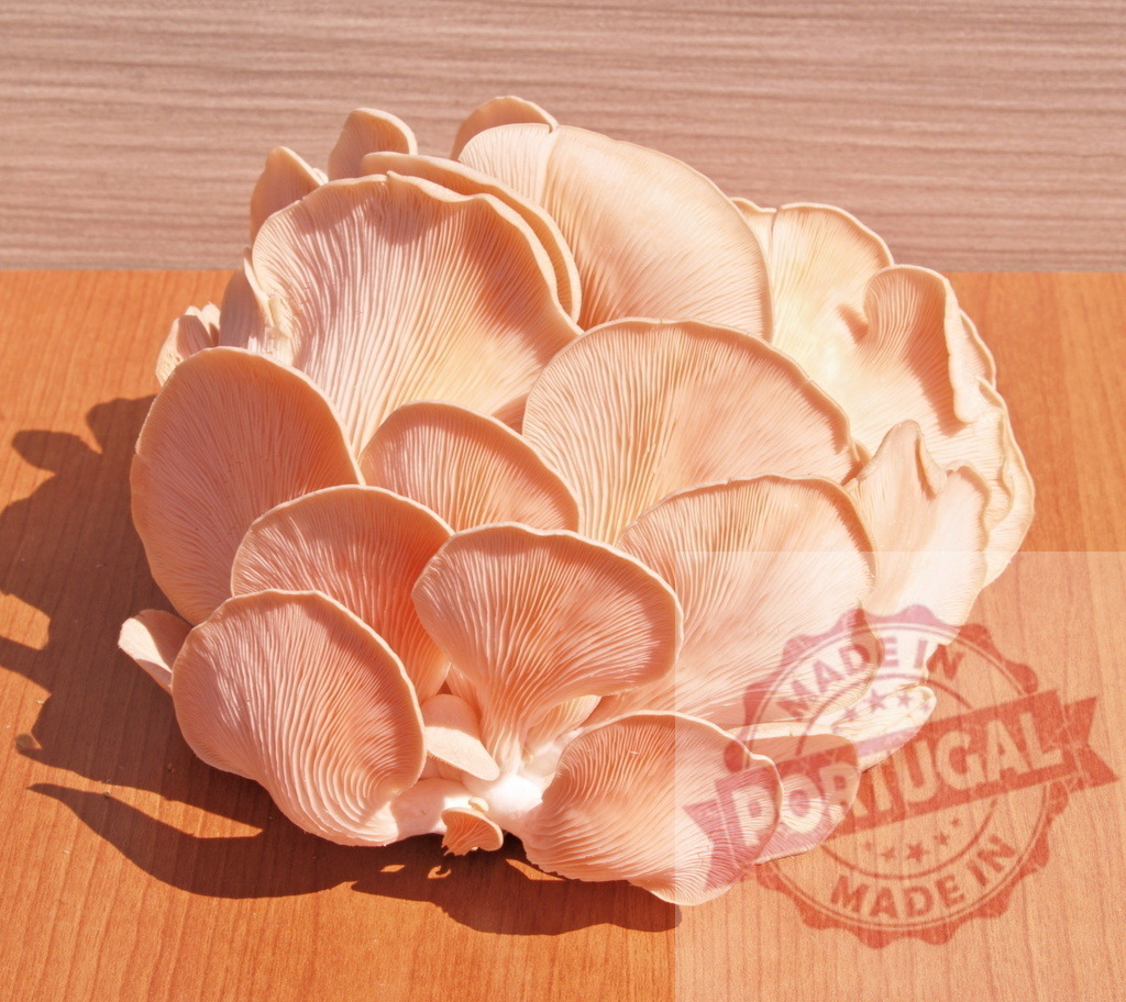 Pink oyster oyster mushrooms cluster on wooden surface | Edible pink oyster mushrooms growing in a cluster for healthy cooking - Realized with Pictrs.com