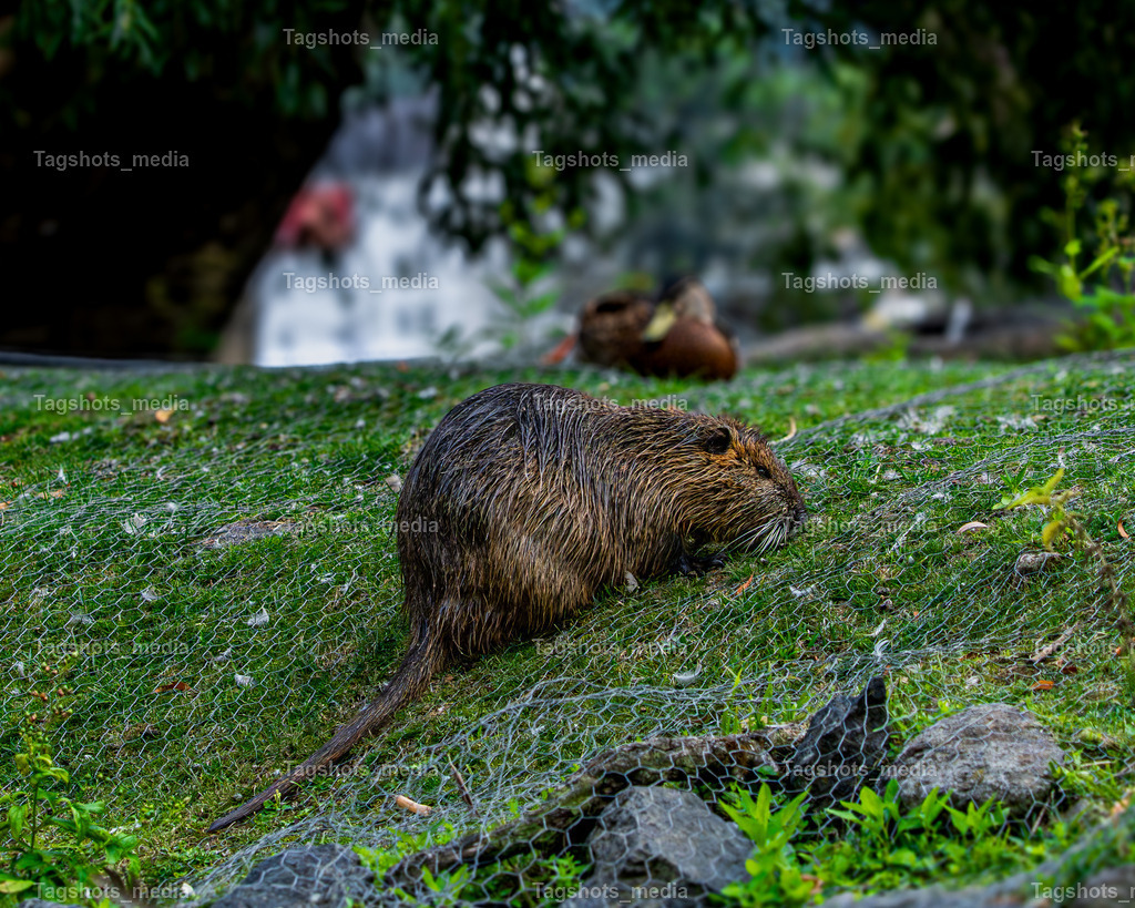 A7506408 | tagshotsmedia - Realisiert mit Pictrs.com
