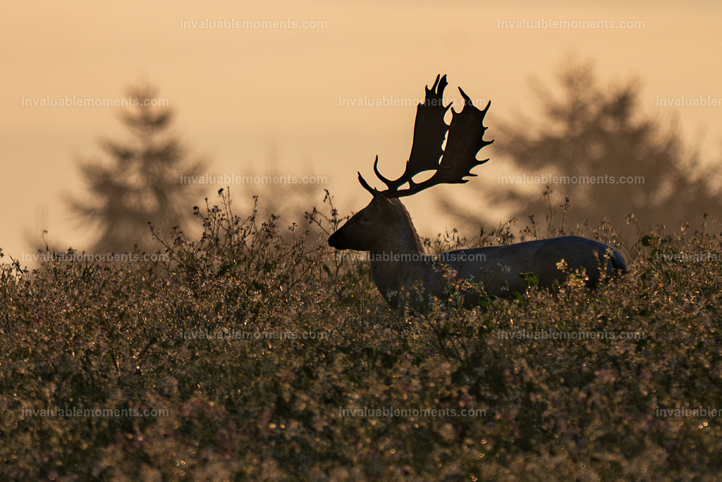 Rügen-25 | invaluablemoments.com - Realisiert mit Pictrs.com