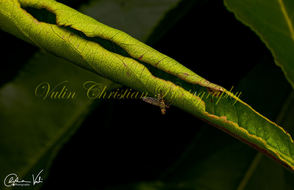 MN 11 | Christian Vulin  - Realisiert mit Pictrs.com