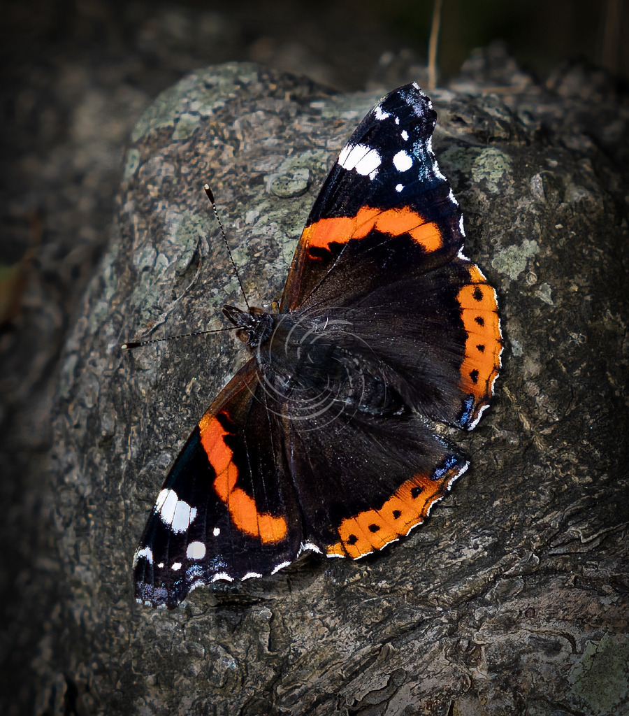 _X0A3917 | Frank Herberich Fotografie, Frank Herberich, Fotografie, Hochzeit, Portrait, St. Peter Ording, Ording, Westerhever, Nordsee, Frank Fotografie, Hardheim,  Odenwald,Walldürn, Band,Eventfotografie - Realisiert mit Pictrs.com