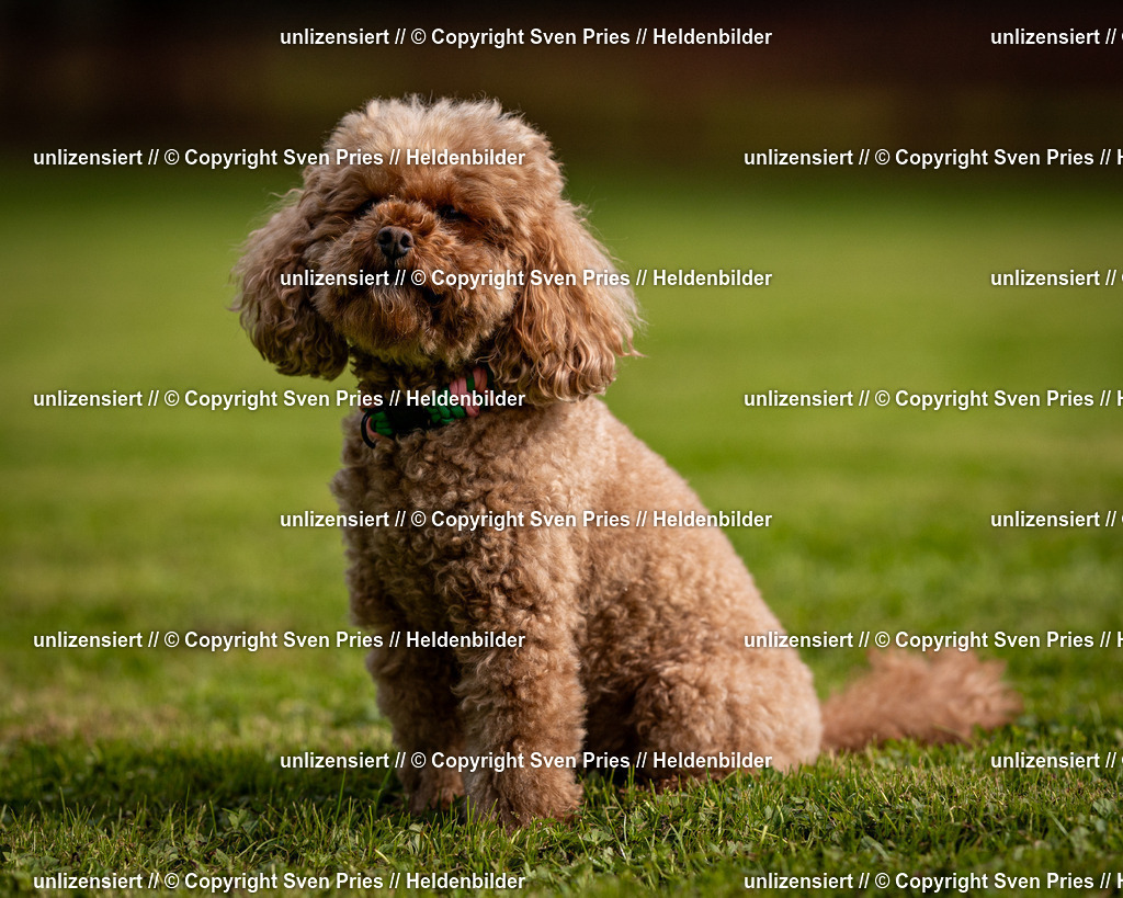 Sven Pries | 2024-09-22 - Hunderennen Baden-BadenPudelverein - Realisiert mit Pictrs.com