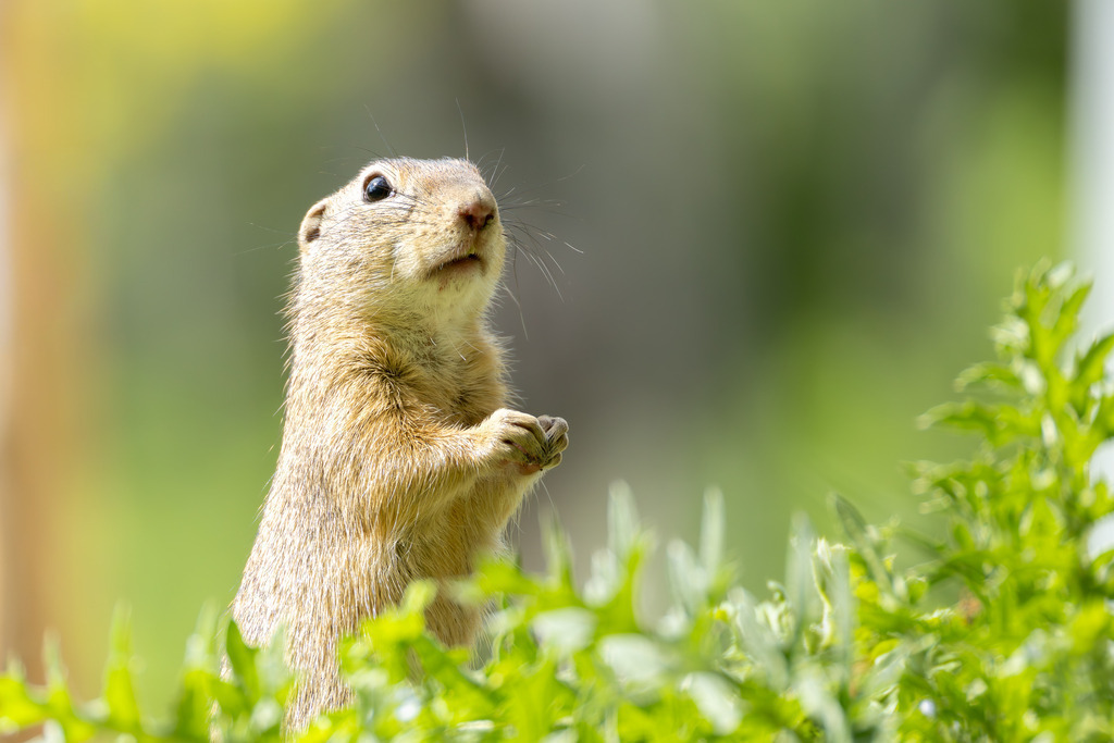 Das Ziesel | Das Ziesel (Spermophilus citellus), auch Europäisches Ziesel genannt, gehört zur Familie der Hörnchen, zu der auch das heimische Eichhörnchen und das Murmeltier zählen. Es ist ein faszinierender, wärmeliebender Kleinsäuger, dessen Lebensweise perfekt an die karge Umgebung offener Grassteppen und kurzrasiger Wiesen angepasst ist. Trotz seiner geringen Größe spielt das Ziesel eine wichtige Rolle in seinem Ökosystem und hat eine wechselhafte Geschichte im Verhältnis zum Menschen hinter sich. - Realisiert mit Pictrs.com