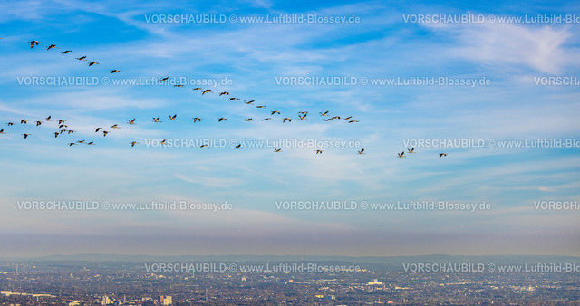 Bottrop221005982 | Luftbild, Kraniche über Bottrop, Flug in den Süden, Eigen, Bottrop, Ruhrgebiet, Nordrhein-Westfalen, Deutschland