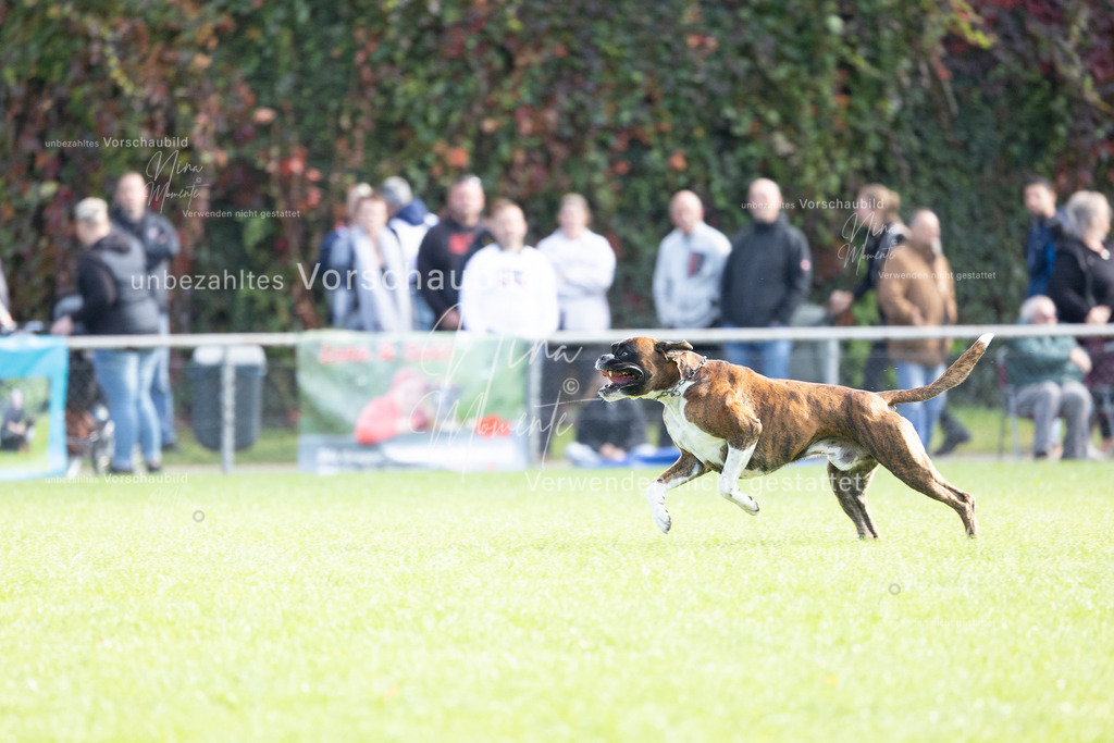 _16A5331 | Einzigartige Fotos von Hunden & Menschen –Actionfotos, Portraits, Vereinsaufnahmen & Paarshootings – authentisch, lebendig & mit Herz.