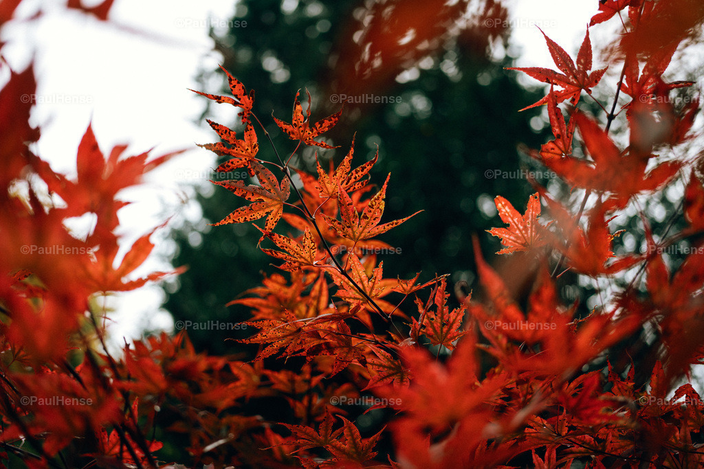 20221020_PaulHense_S0052_DSC00150 | paulhense - Realisiert mit Pictrs.com