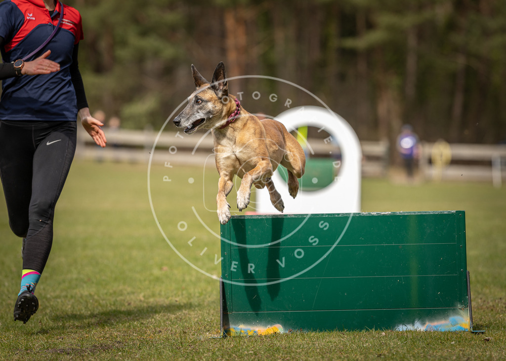 Pfotenfotografie_DV3A8504 | Hundefotografie, Tierfotograf, Pfotenfotografie, Fotoshooting Hund, Hunde Portrait, Hundesport, Hundeportraits, Heideshooting, Hunde, Sportfotograf, Hundefotograf, Turnierhundsport, THS,  - Realisiert mit Pictrs.com