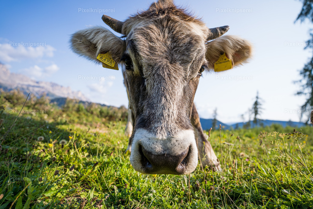 Tiroler Vieh | Fotograf Tirol Imst Pixelknipserei