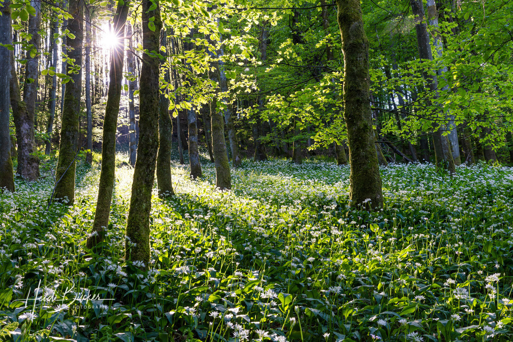 Blühender Bärlauch im Buchenwald | Blühender Bärlauch im Buchenwald - Realisiert mit Pictrs.com