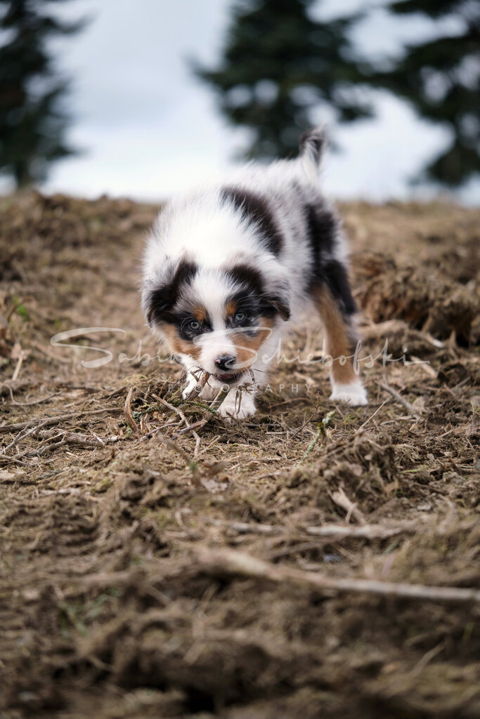 "May"  Australian Shepherd | People- und Tierfotografie, Imageaufnahmen, Veranstaltungsfotografie und Wandbilder aus der Natur ★ Made in Germany ✔️ Druck + Downloads ✔️ Naturfotografie in Top Qualität ★ schneller Versand, weltweite Lieferung! - Realisiert mit Pictrs.com
