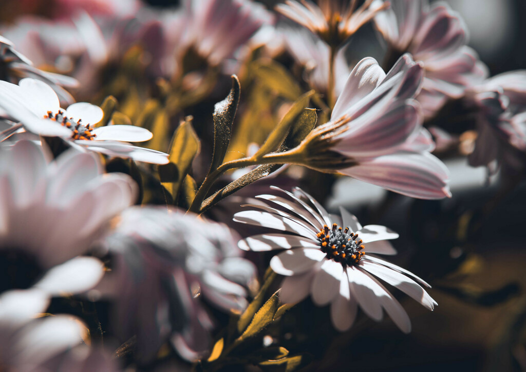 Blumen im Sonnnenschein | Blumen im Sonnenschein - Realisiert mit Pictrs.com