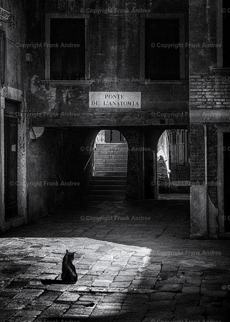 Katze in Venedig | Eine schwarze Katze sitzt in einem Innenhof von Venedig. Schwarz weiß Fotografie aus Italien in schwarz weiß - Realisiert mit Pictrs.com