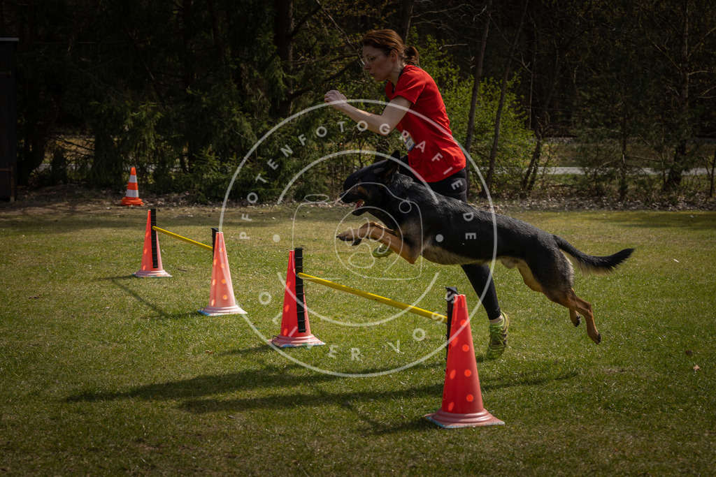 Pfotenfotografie_DV3A4000 | Hundefotografie, Tierfotograf, Pfotenfotografie, Fotoshooting Hund, Hunde Portrait, Hundesport, Hundeportraits, Heideshooting, Hunde, Sportfotograf, Hundefotograf, Turnierhundsport, THS,  - Realisiert mit Pictrs.com