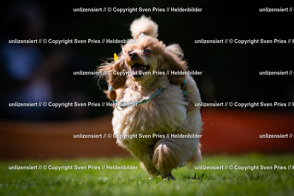 Sven Pries | 2025-08-10 - Hunderennen Durlach - Realisiert mit Pictrs.com