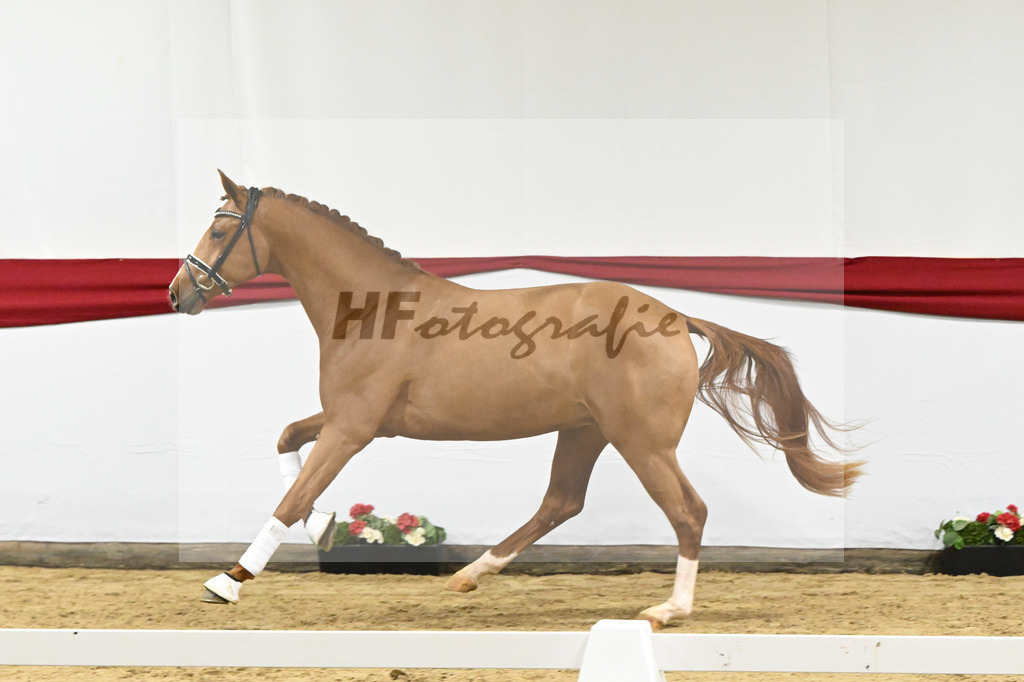 Kat-Nr. 14 v. Escamillo_Rhenania Pferde_63220233 | hf-fotografie - Realizzato con Pictrs.com