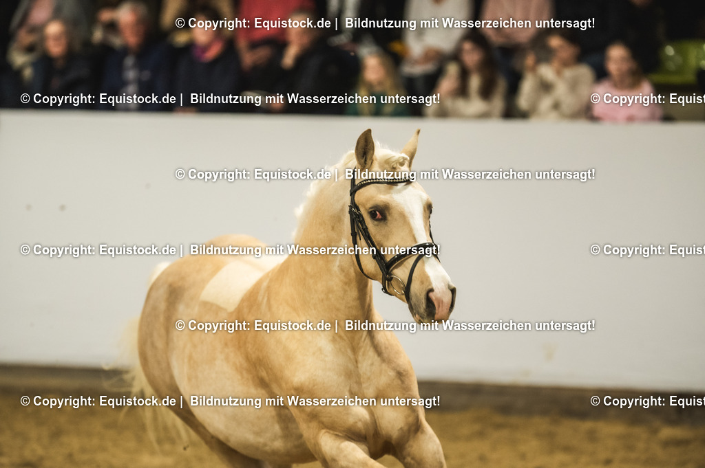 20240302_Hengstvorstellung_Marbach_TOMsPiC_0833 | equistock