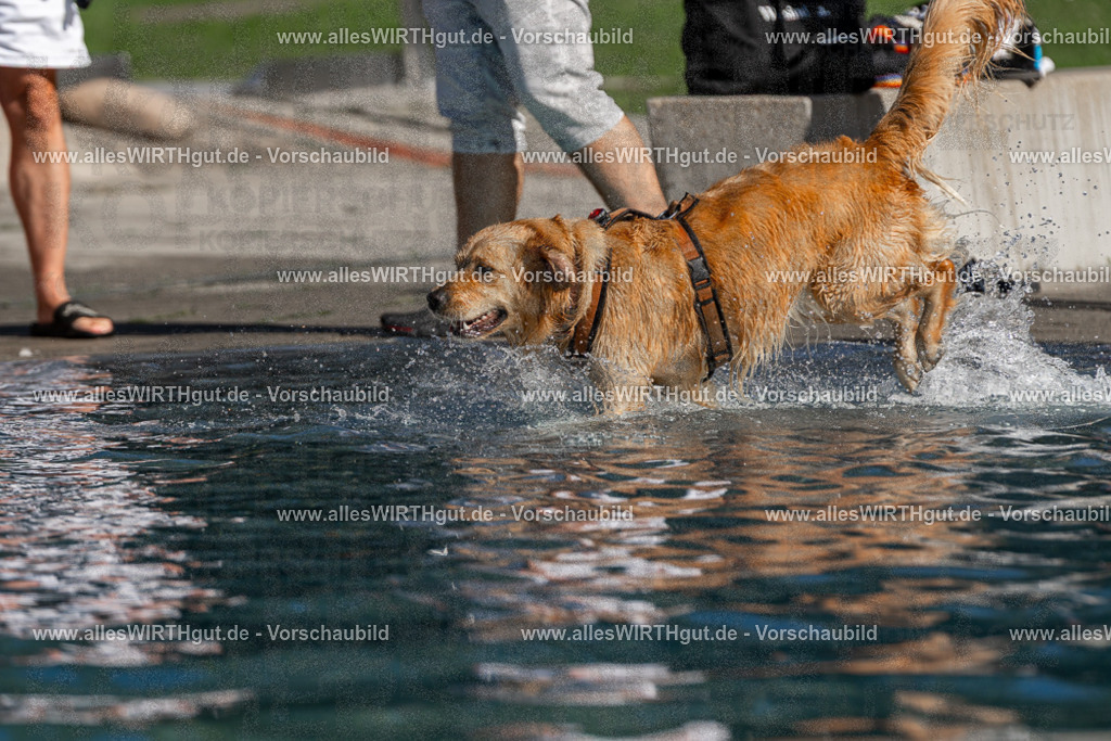 Hundeschwimmen_Volksbad_2026-allesWIRTHgut_Tierfotografie-2609061107-FAY06144 | Professionelle Tierfotografie in Mönchengladbach von Daniel Wirth (allesWIRTHgut). Liebevolle & natürliche Bilder von Hunden & Katzen für unvergessliche Erinnerungen.