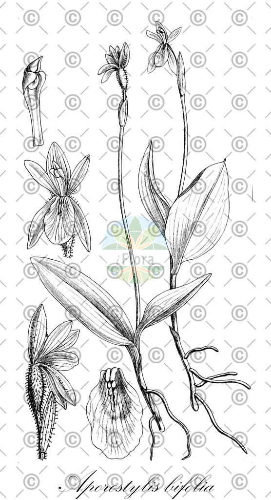 HistAbb_EMP_118698_SRC_Schlechtendal_FLORAD_SIMPLE | Historische Abbildung von Aporostylis bifolia - Orchidaceae | Historical Illustration of Aporostylis bifolia - Orchidaceae
