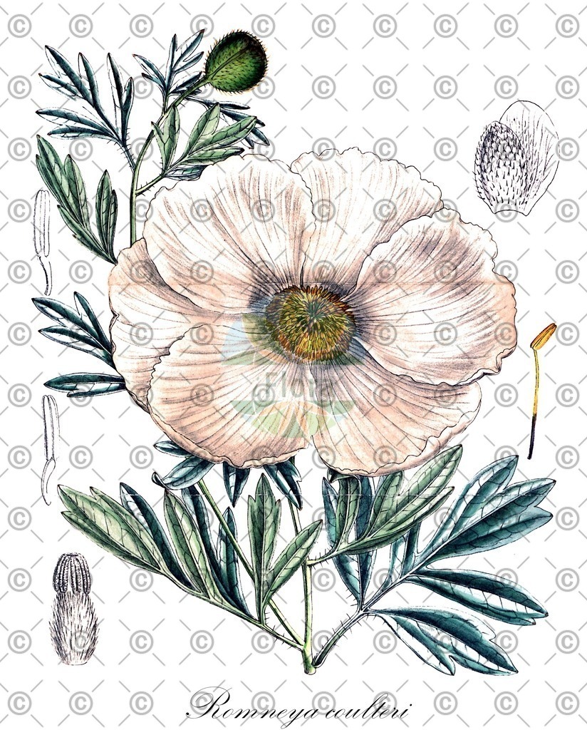 HistAbb_EMP_3274_1_FloraD_Simple | Historische Abbildung von Romneya coulteri - Papaveraceae (Coulter-Romneya;Baummohn) | Historical Illustration of Romneya coulteri - Papaveraceae