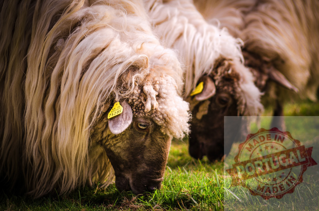Sheep grazing in a green field wearing ear tags | Group of sheep grazing peacefully in a green pasture - Realized with Pictrs.com