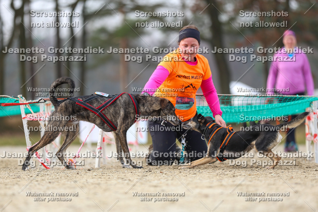 Dog Paparazzi - Strongdog North Mrz26-4289 | Dog Paparazzi Jeanette Grottendiek Fotografie & Videografie - Realisiert mit Pictrs.com