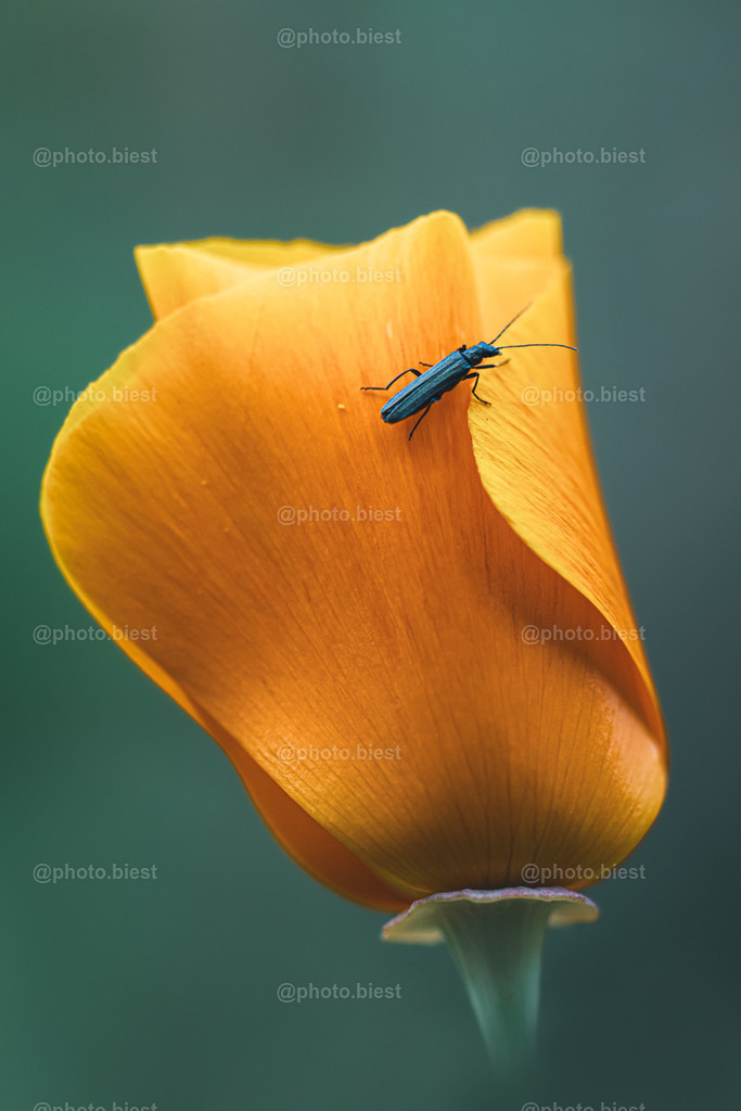 IMGC6967b | photobiest - Realisiert mit Pictrs.com