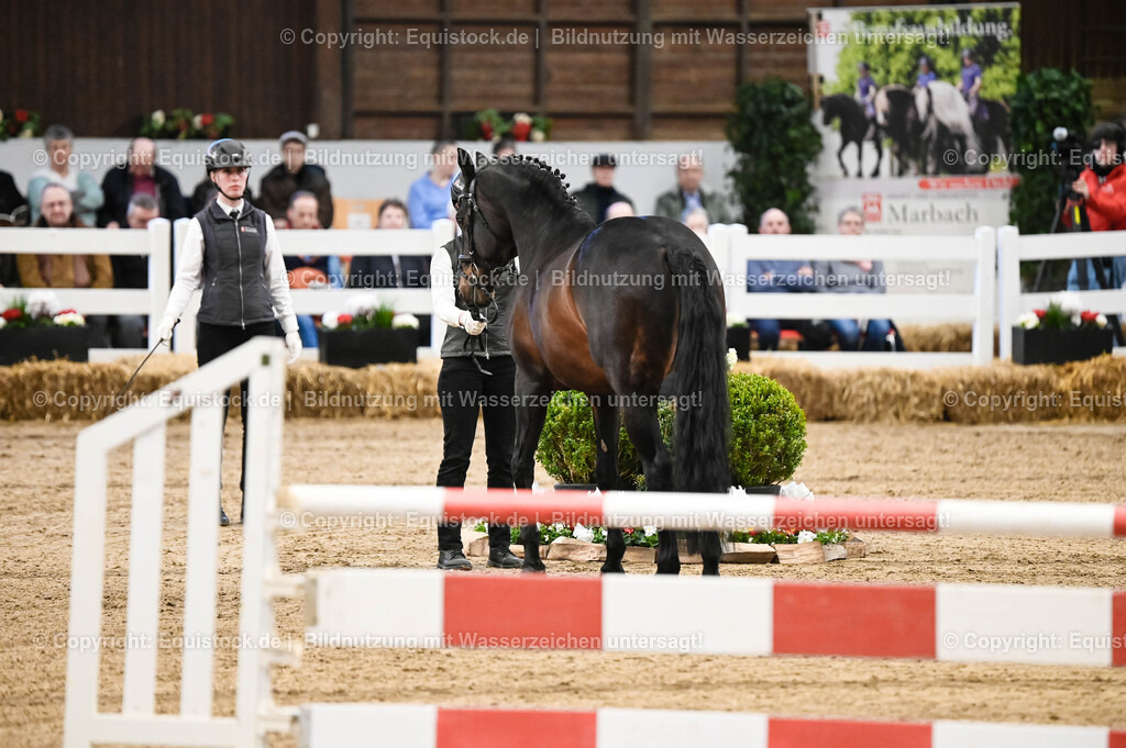 20260307_Hengstvorstellung-Marbach_0067 | equistock