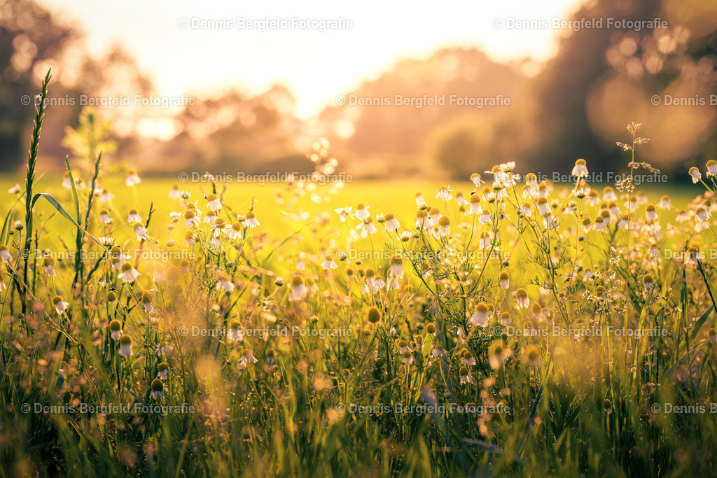 Blumenwiese 4 | Entdecken Sie Natur, Makro und Tierfotografie von Dennis Bergfeld.Besondere Momente und Details der Natur, hochwertig als Foto und Wandbild erhältlich. - Realisiert mit Pictrs.com