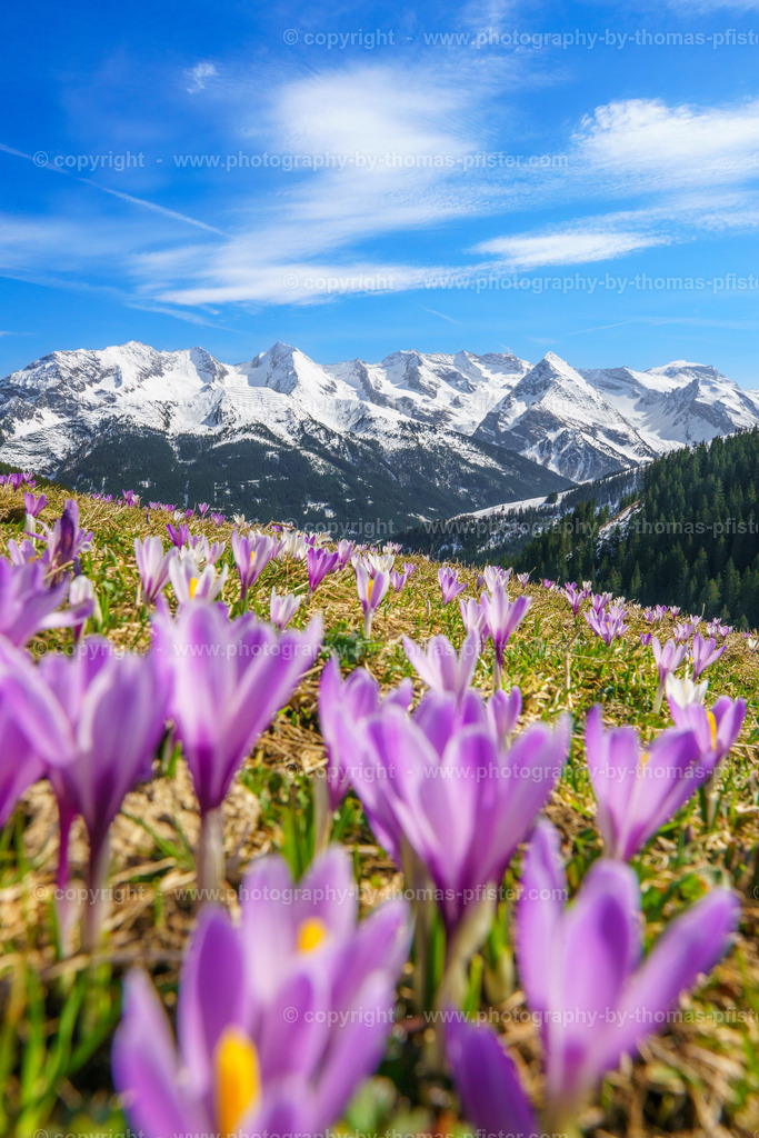 Krokusblüte Tux copyright  Thomas Pfister-7 | PHOTOGRAPHY BY THOMAS PFISTER
