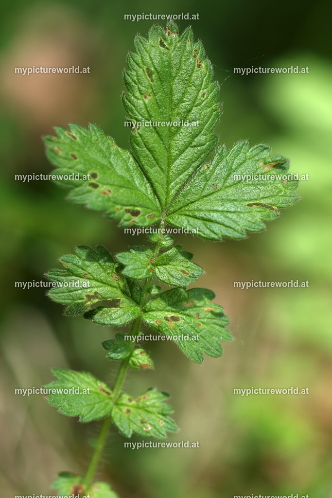 Gewöhnlicher Odermennig-004 | Das Bilderarchiv über Tiere, Planzen und Landschaften. In der Bilddatenbank finden Sie ein große Auswahl an hochwertigen Bilder für Ihre Werbung - Realisiert mit Pictrs.com
