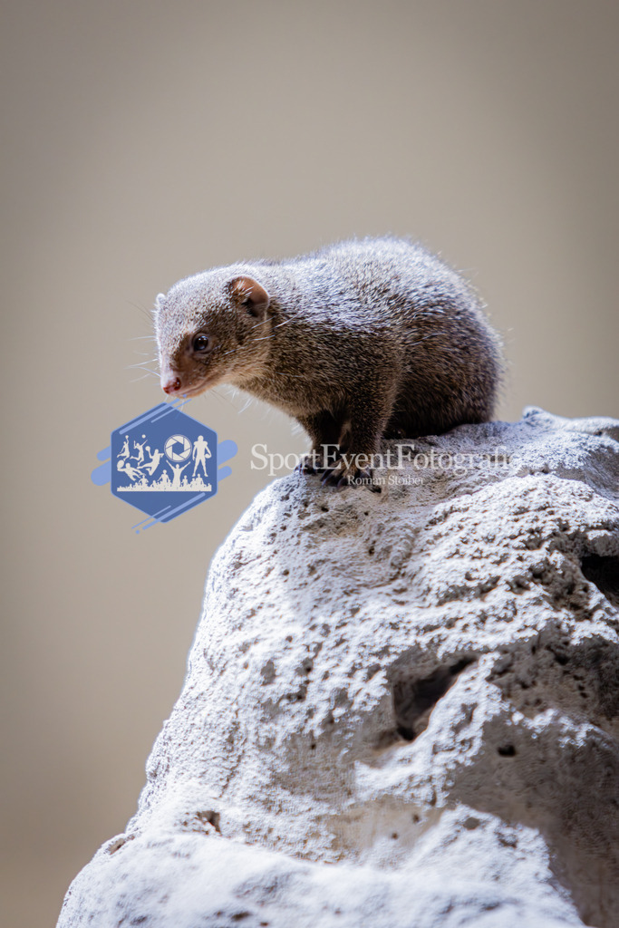 IMG_6198 | SportEventFotografie - Roman Stoiber