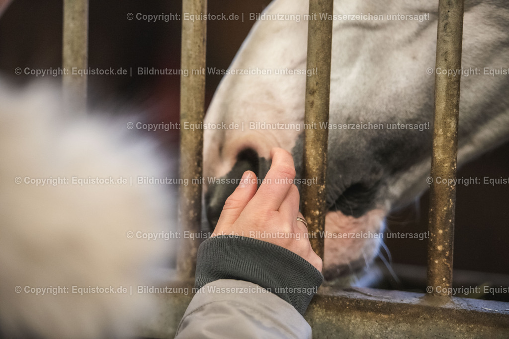 20240302_Hengstvorstellung_Marbach_TOMsPiC_0022 | equistock