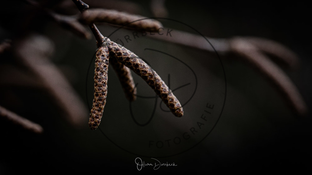 natur-pflanzen-12 | Shop für Kindergartenfotografie und andere Fotoprodukte von Oliver Dürrbeck Fotografie. - Realisiert mit Pictrs.com