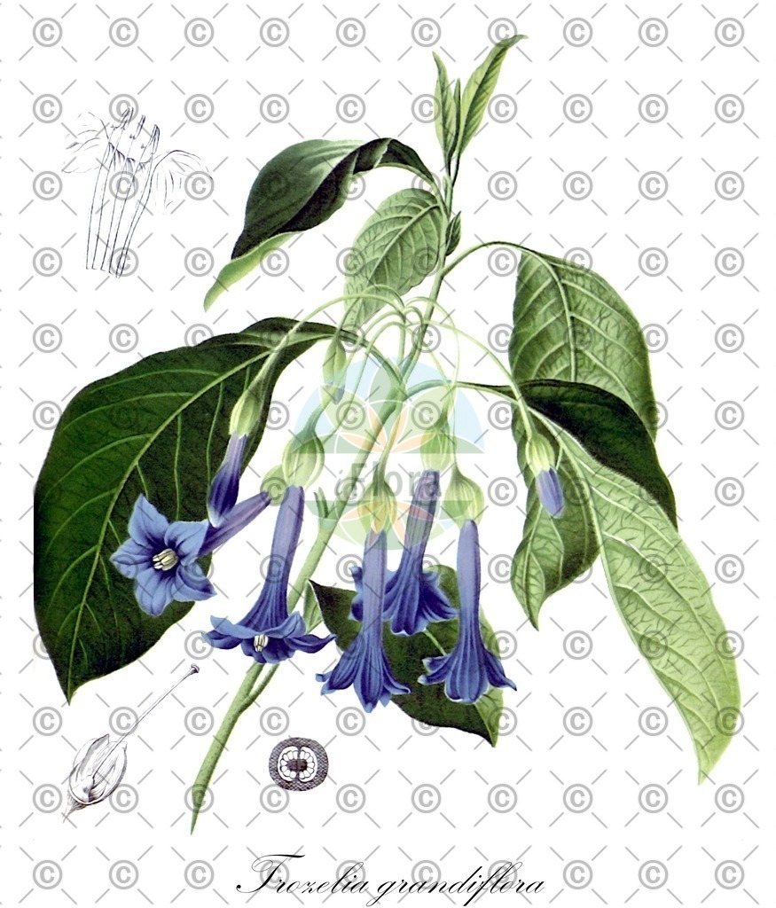 HistAbb_wfo-0000456302_1_ENZY_Simple | Historische Abbildung von Trozelia grandiflora - Solanaceae | Historical Illustration of Trozelia grandiflora - Solanaceae